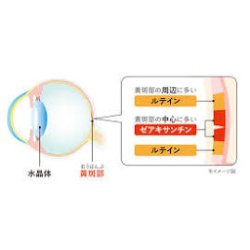 画像2: 目・活き生き　30粒