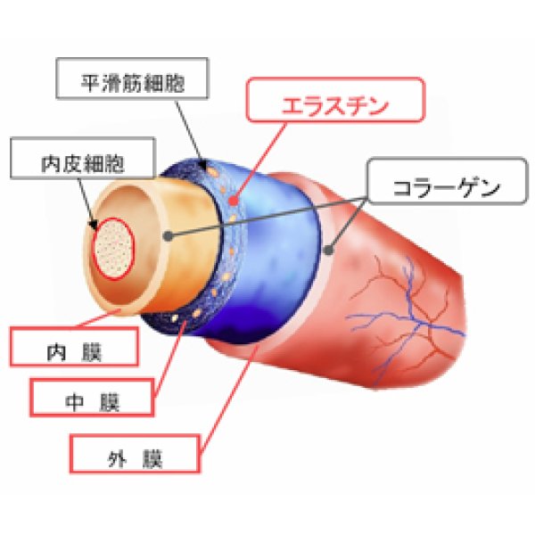 画像3: 新型エラスチン  60粒　　　　　　 (3)